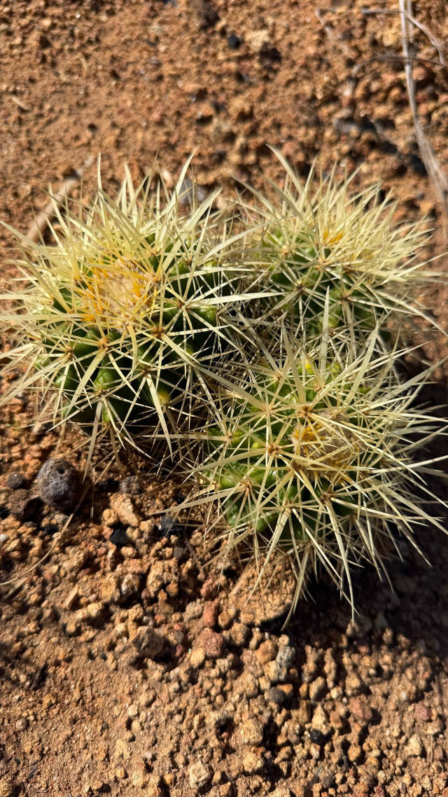 One of a kind three head Golden Barrel cactus cluster Echinocactus grusonii about 7 inches across growing in the ground at Cactus Warehouse