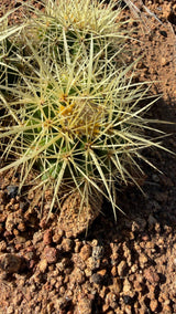 Close view of one Golden Barrel head and its pale gold spines