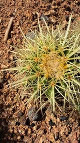 Woolly crown and gold spines of the Golden Barrel cluster