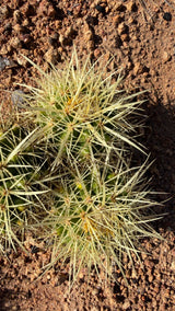 Top down view of the Golden Barrel cluster heads with woolly gold crowns