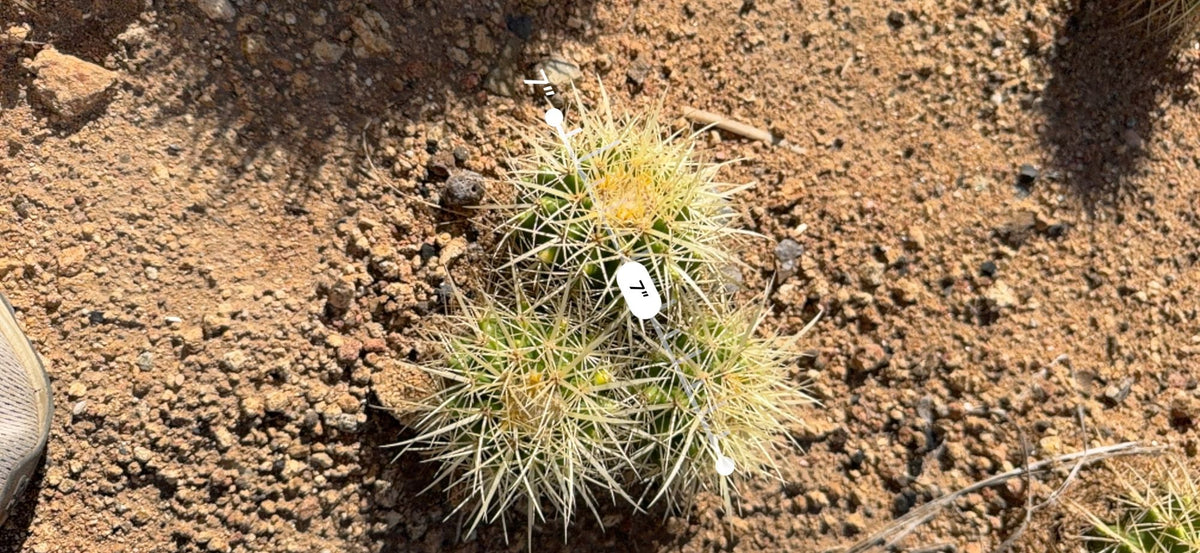 Golden Barrel three head cluster measured at about 7 inches across