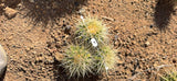 Golden Barrel three head cluster measured at about 7 inches across