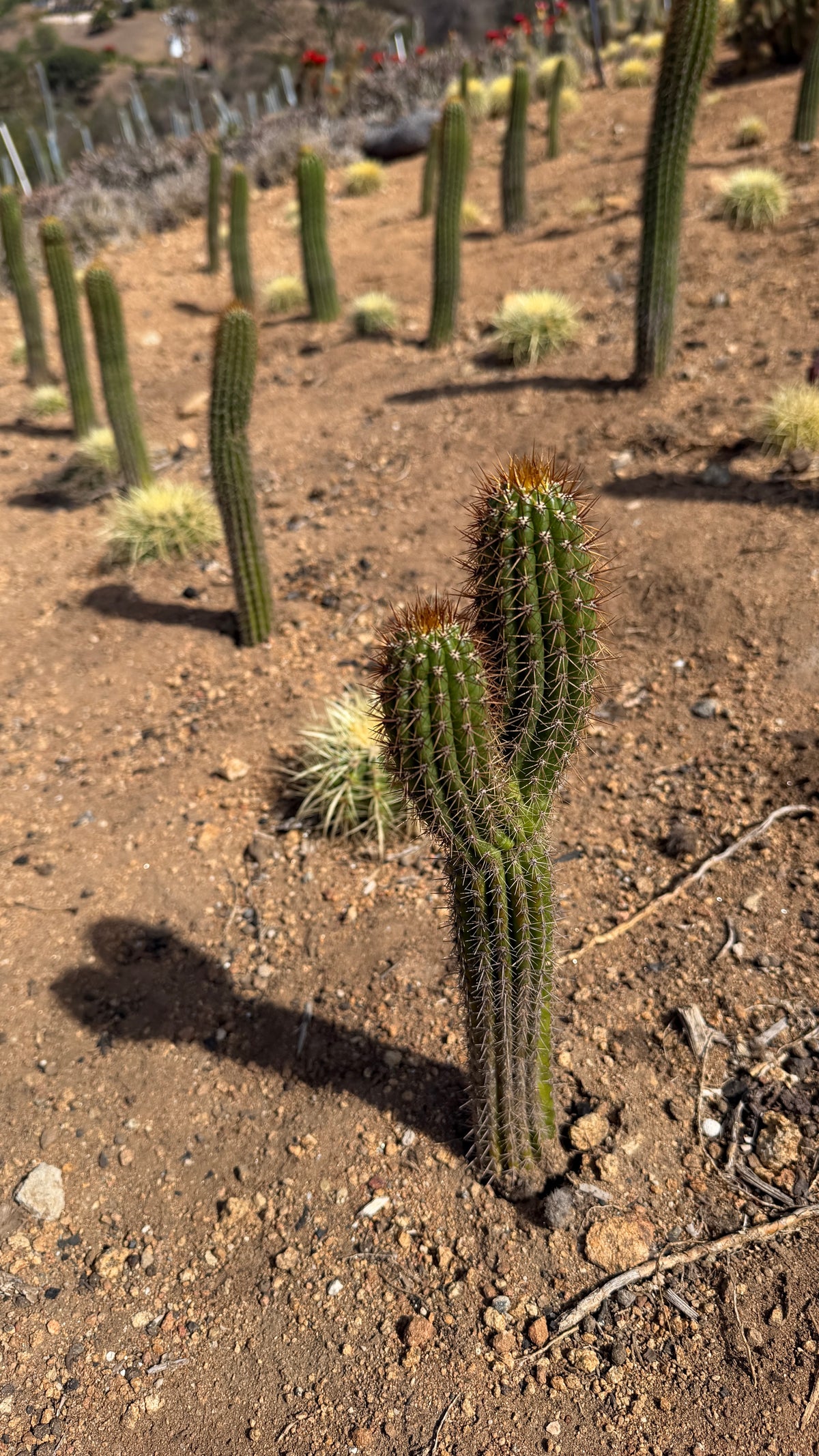 One of a kind two-headed Golden Torch cactus Echinopsis spachiana growing in the field rows at Cactus Warehouse