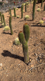 Side view of the two-headed Golden Torch cactus with amber spines and golden wool crowns