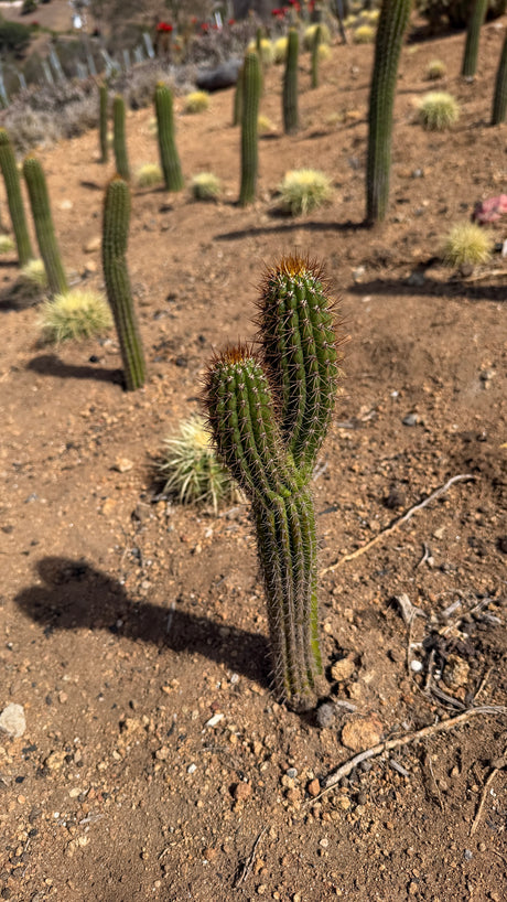 Side view of the two-headed Golden Torch cactus with amber spines and golden wool crowns