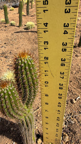 Golden Torch cactus measured at about 12 inches tall with a yardstick