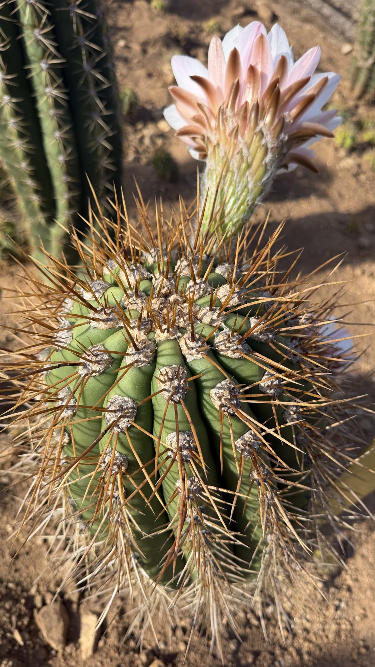 Crown of an Argentine Saguaro showing deep ribs, felted areoles and long tan spines