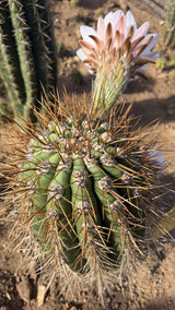 Crown of an Argentine Saguaro showing deep ribs, felted areoles and long tan spines