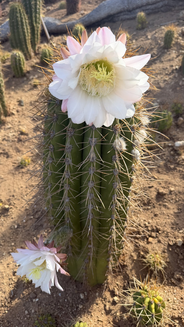 One of a kind Argentine Saguaro Trichocereus terscheckii 32 inch column with two white flowers open at Cactus Warehouse
