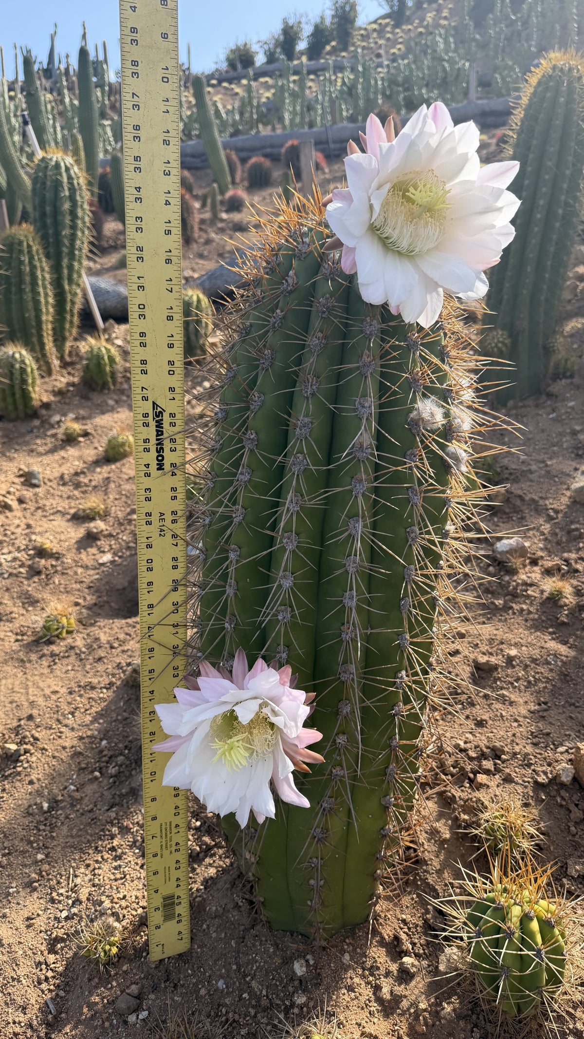 Argentine Saguaro column measured at about 32 inches tall with a yardstick
