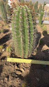 Argentine Saguaro column measured at about 10 inches wide with a yardstick