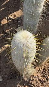 Espostoa lanata crown covered in dense white hair with straw gold spines