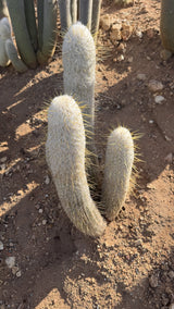 One of a kind Espostoa lanata Peruvian Old Man Cactus four branch clump 24 inches tall at Cactus Warehouse