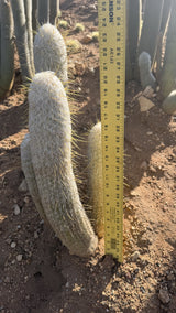 Espostoa lanata clump measured at about 24 inches tall with a yardstick