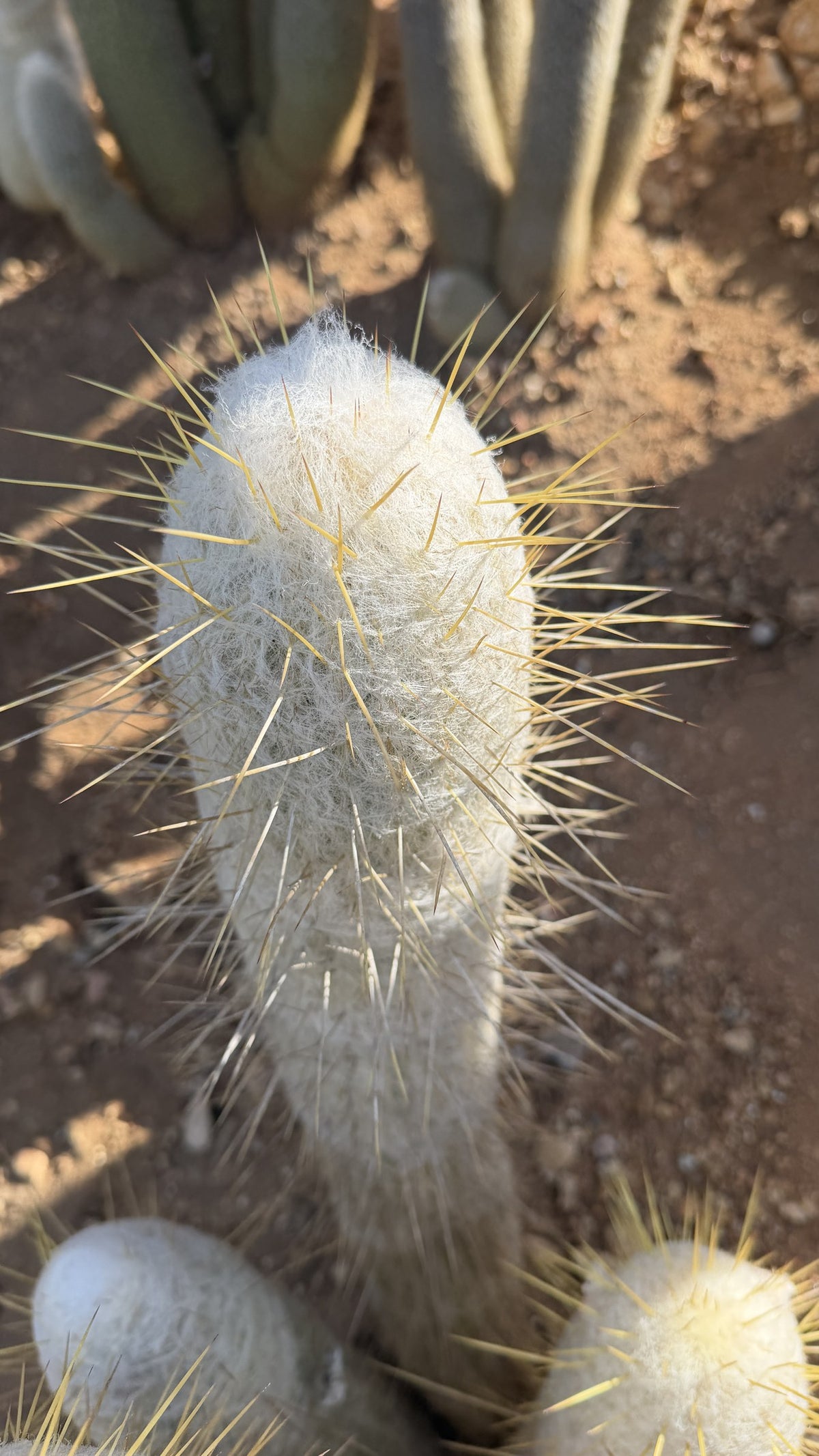 Top view of an Espostoa lanata Peruvian Old Man Cactus stem showing white wool