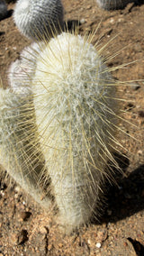 Espostoa lanata crown covered in dense cream white wool with fine golden spines