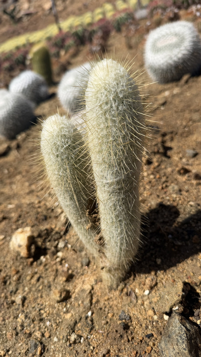One of a kind Espostoa lanata Peruvian Old Man Cactus with two woolly stems 7.5 inches tall at Cactus Warehouse