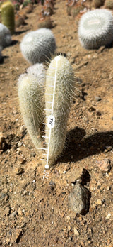 Espostoa lanata measured at 7.5 inches tall