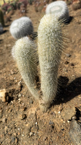 Peruvian Old Man Cactus two stem plant side view showing white wool and straw gold spines
