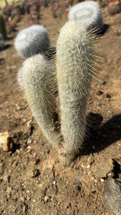Peruvian Old Man Cactus two stem plant side view showing white wool and straw gold spines