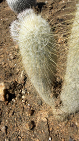 Close view of the shorter Espostoa lanata stem showing wool and spines