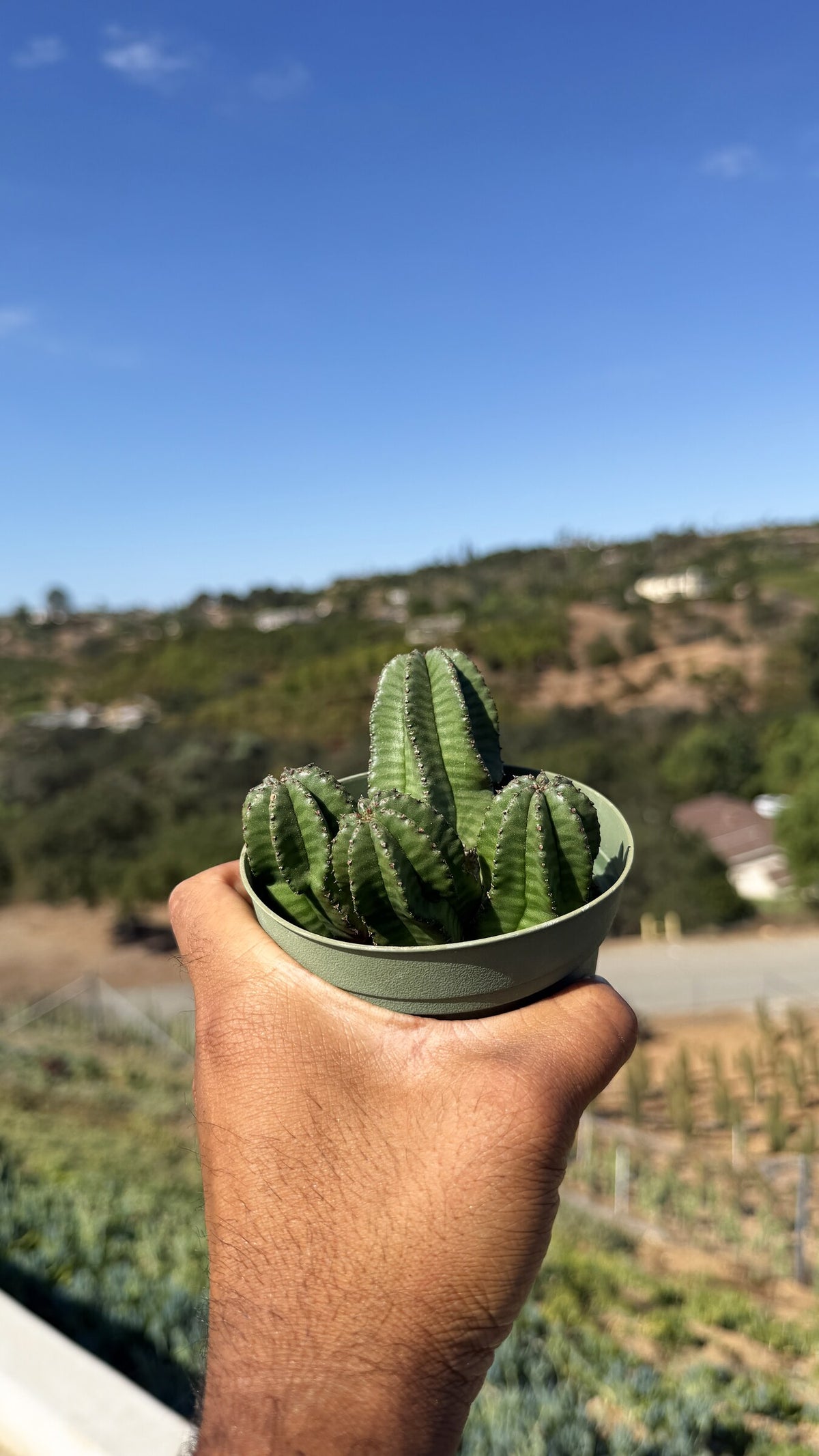 Euphorbia anoplia cluster held in hand for scale