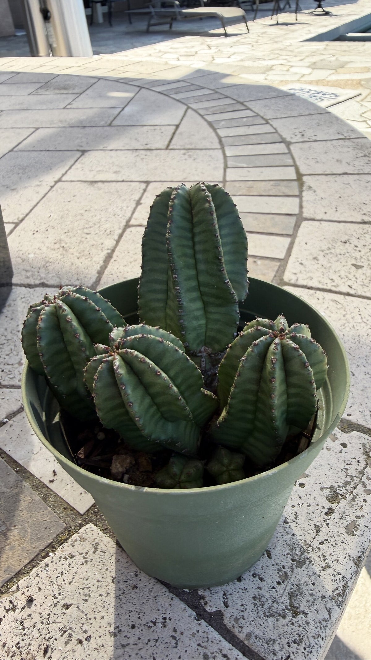 One of a kind Euphorbia anoplia Tanzanian Zipper Plant cluster about 4 inches across at Cactus Warehouse