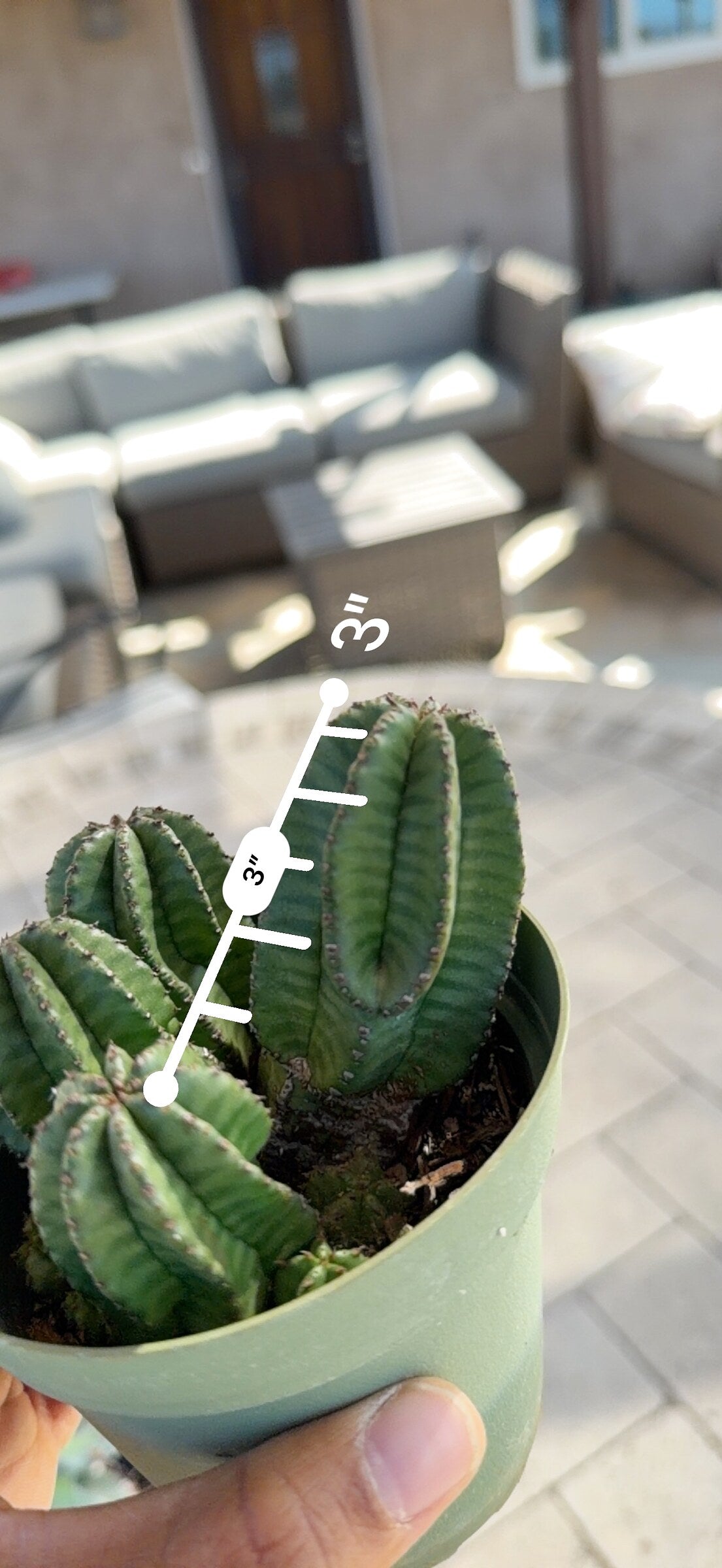 Euphorbia anoplia center stem measured with a ruler