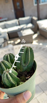 Euphorbia anoplia center stem measured with a ruler