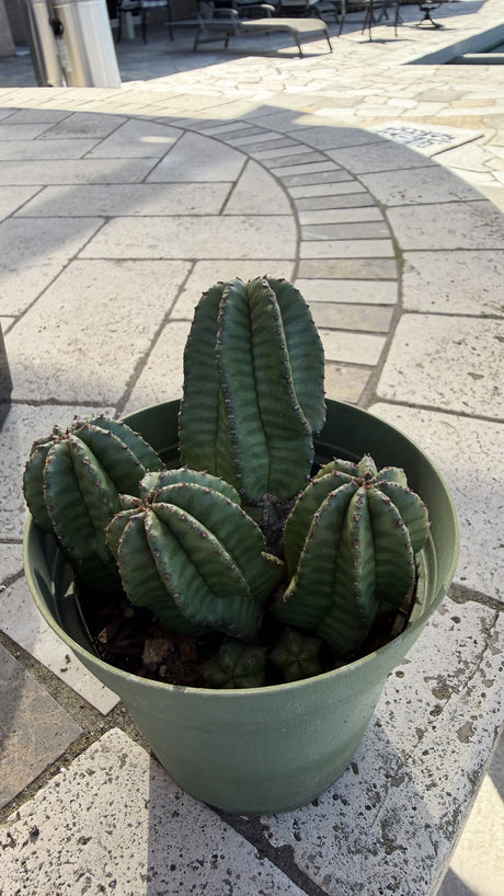 Euphorbia anoplia cluster side view with banded green stems