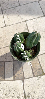 Euphorbia anoplia cluster measured at 4 inches across from above