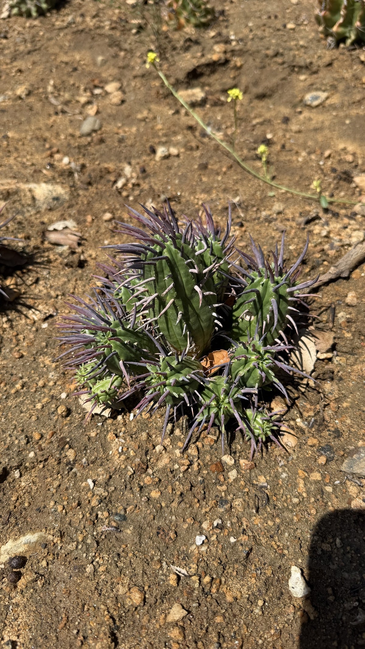 One of a kind Euphorbia ferox Pincushion Euphorbia cluster with long purple spines at Cactus Warehouse