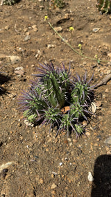 One of a kind Euphorbia ferox Pincushion Euphorbia cluster with long purple spines at Cactus Warehouse