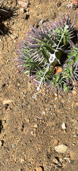 Euphorbia ferox cluster measured at 6.5 inches across