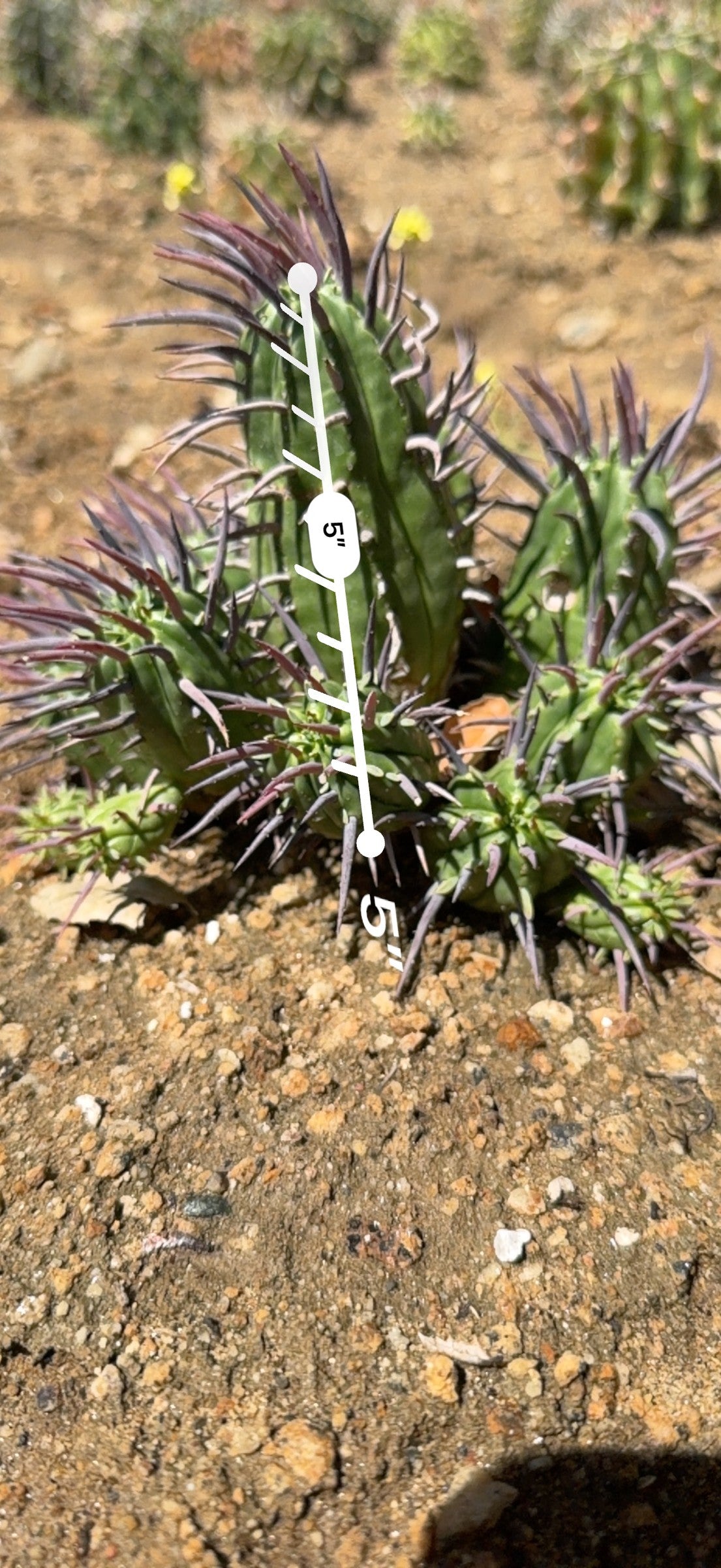 Euphorbia ferox cluster measured at 5 inches tall