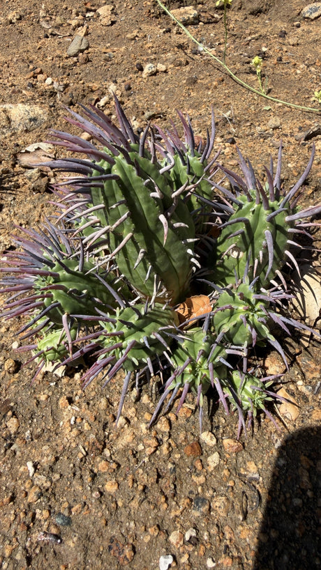 Close view of Euphorbia ferox cluster showing green ribbed stems and plum purple spines