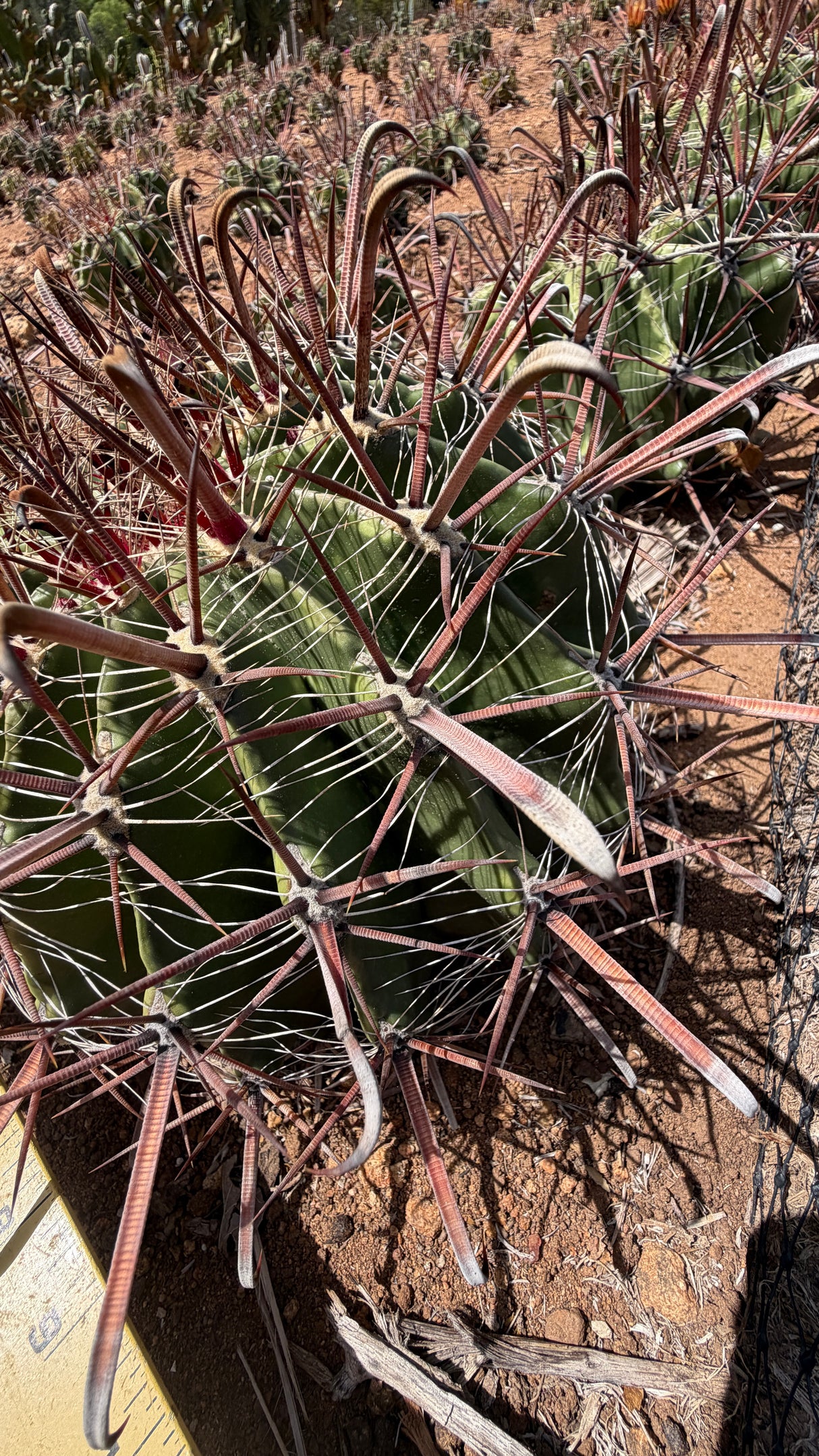 One of a kind Twisted Barrel cactus Ferocactus wislizeni subsp. herrerae about 8 inches across with red hooked fishhook spines at Cactus Warehouse