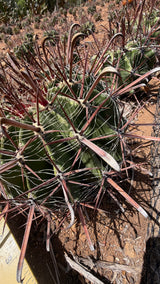One of a kind Twisted Barrel cactus Ferocactus wislizeni subsp. herrerae about 8 inches across with red hooked fishhook spines at Cactus Warehouse