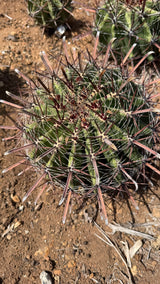 Ferocactus wislizeni subsp. herrerae crown from above showing red hooked central spines and white bristle radials