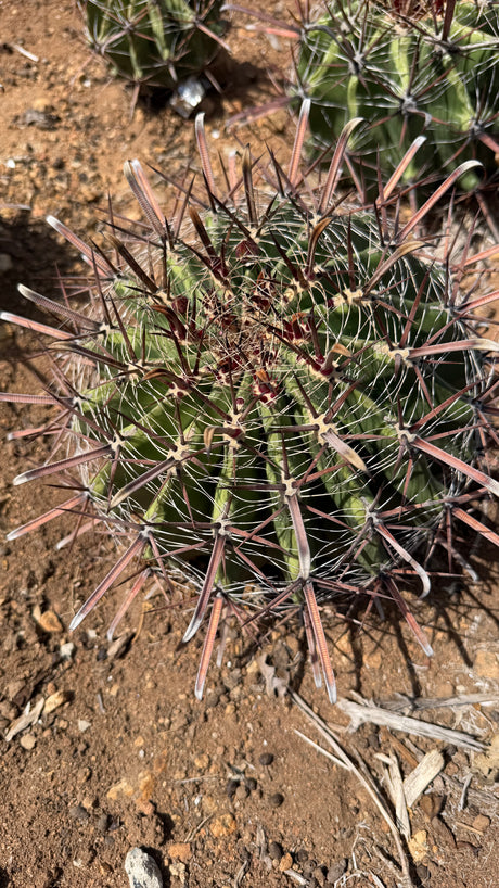Ferocactus wislizeni subsp. herrerae crown from above showing red hooked central spines and white bristle radials