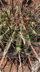 Close up of Ferocactus wislizeni subsp. herrerae ridged red central spines twisting over green ribs