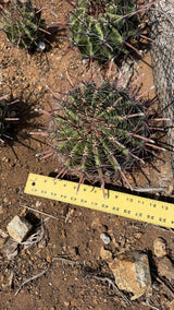 Ferocactus wislizeni subsp. herrerae Twisted Barrel measured at about 8 inches across with a yardstick