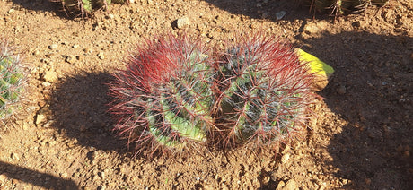 One of a kind two head Mexican Lime Cactus Ferocactus pilosus about 15 inches across with red spines and white hair