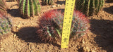 Mexican Lime two head cactus measured for height with a ruler