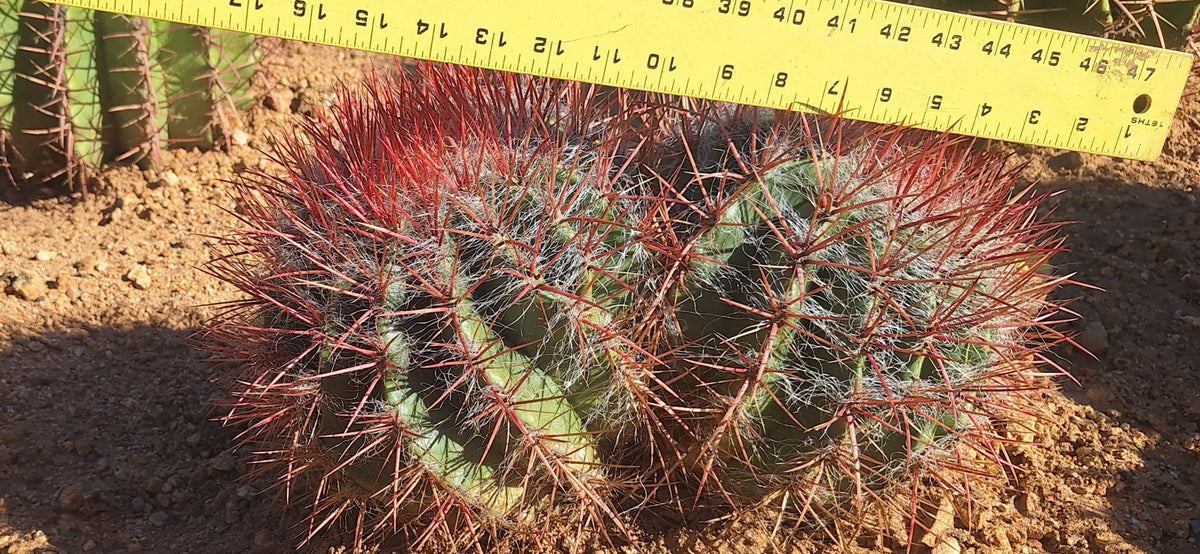 Close view of the Mexican Lime red spines and white hair with a ruler across both heads
