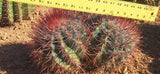Close view of the Mexican Lime red spines and white hair with a ruler across both heads