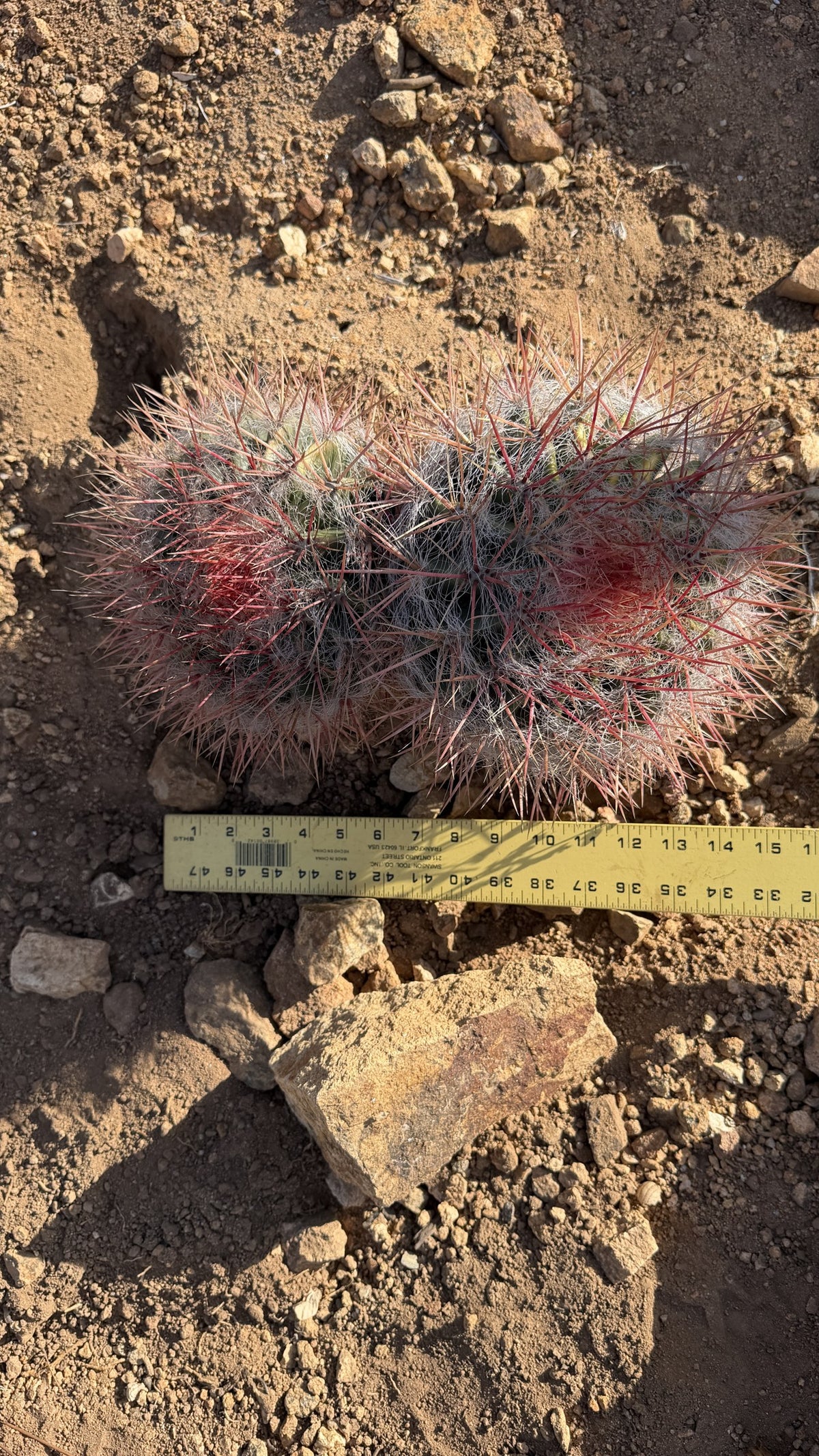 One of a kind Red Barrel Cactus Ferocactus two head cluster measured at about 13 inches wide with a yardstick at Cactus Warehouse