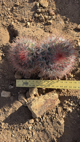 One of a kind Red Barrel Cactus Ferocactus two head cluster measured at about 13 inches wide with a yardstick at Cactus Warehouse