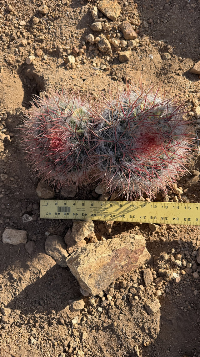 One of a kind Red Barrel Cactus Ferocactus two head cluster measured at about 13 inches wide with a yardstick at Cactus Warehouse