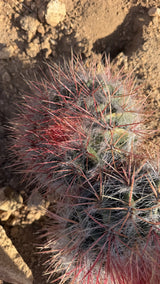 Close view of a Red Barrel Cactus crown with deep red new spines and white hair